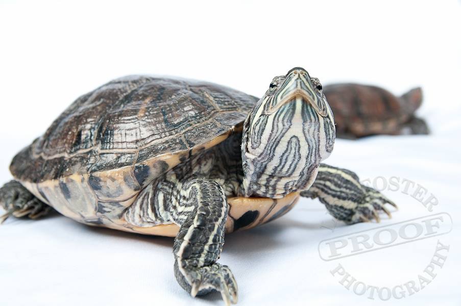 red-eared-slider-turtle-tampa-animal-hospitals
