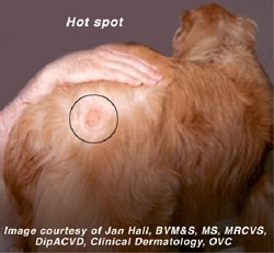 dog getting hot spots