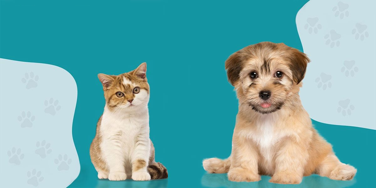 Puppy and Kitten Wellness Visits - Tampa Animal Hospitals